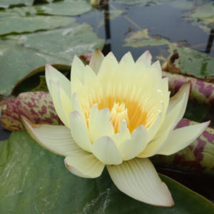 Нимфея YELLOW NIRAMIT