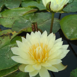 Нимфея YELLOW NIRAMIT