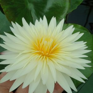 Нимфея Pina Colada