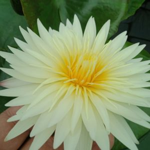 Нимфея Pina Colada